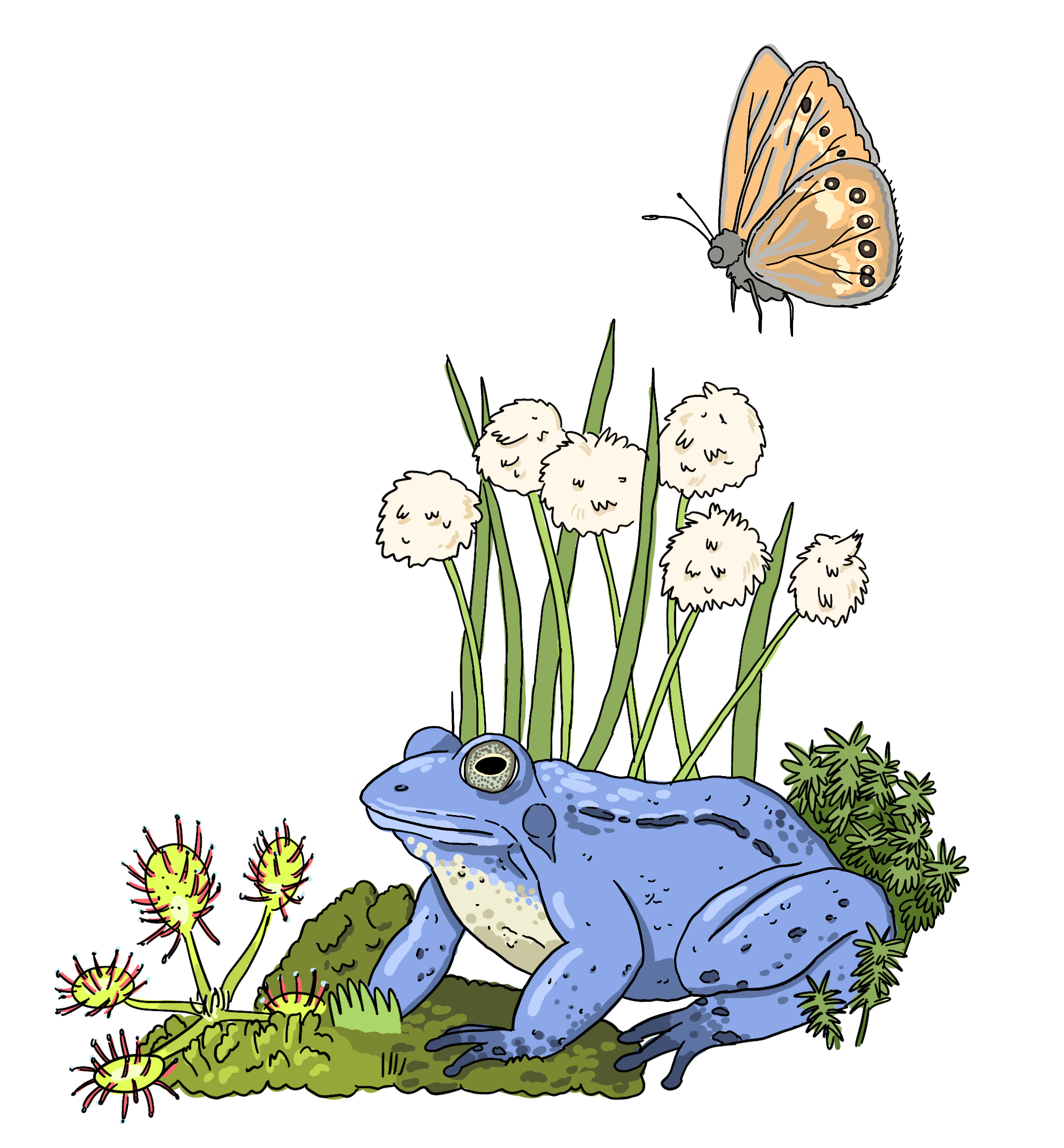 WWF_Infographic_Renaturation_Illustration_Petra_Hollaender_frog