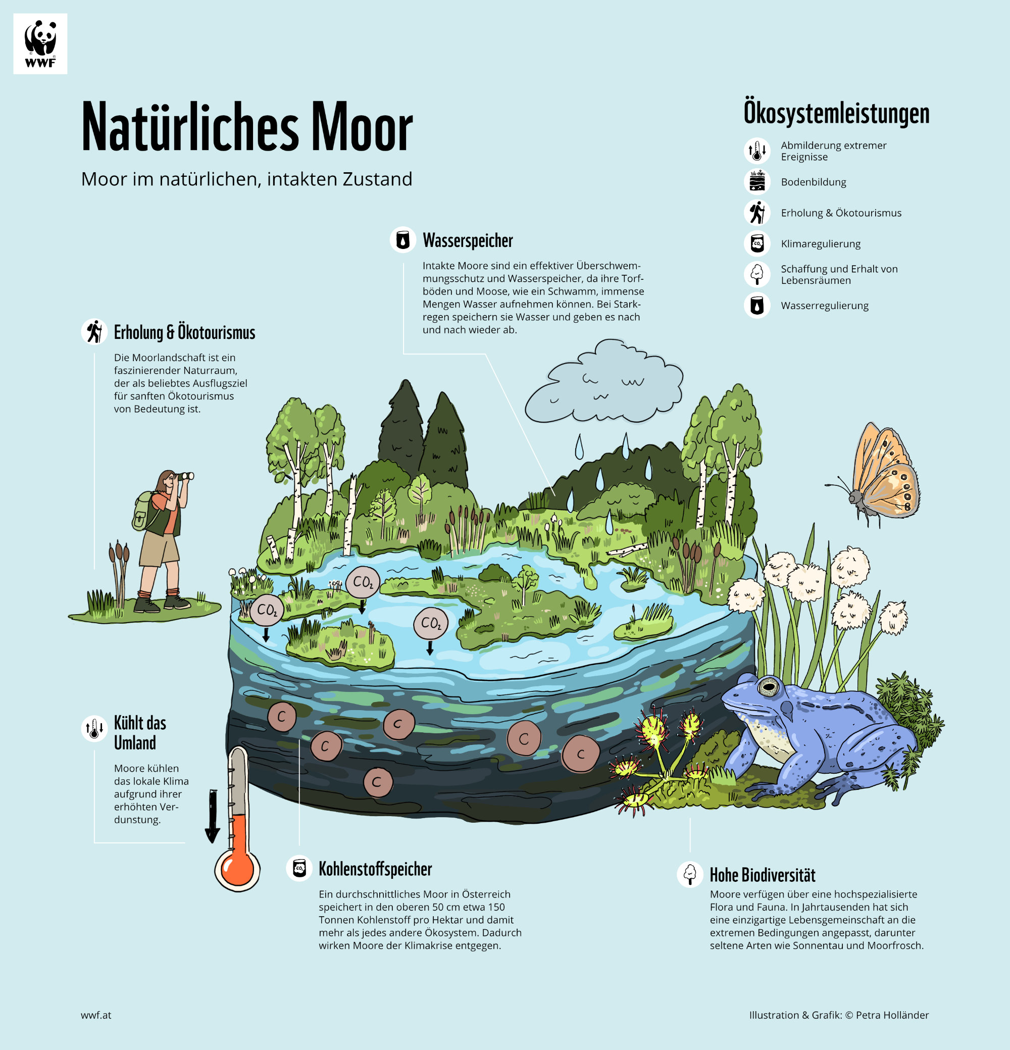 WWF_Infographic_Renaturation_Illustration_Petra_Hollaender_02