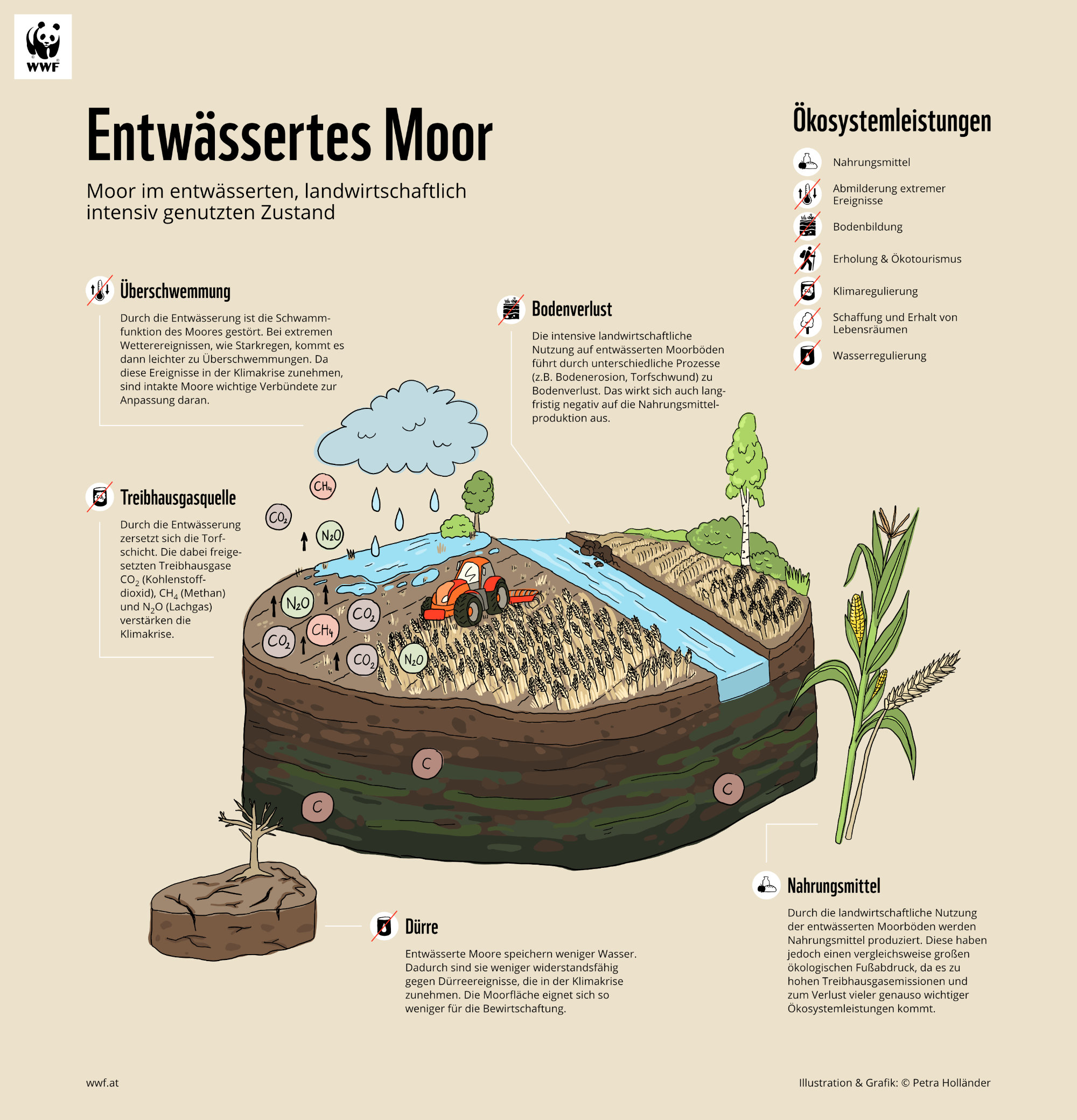 WWF_Infographic_Renaturation_Illustration_Petra_Hollaender_03