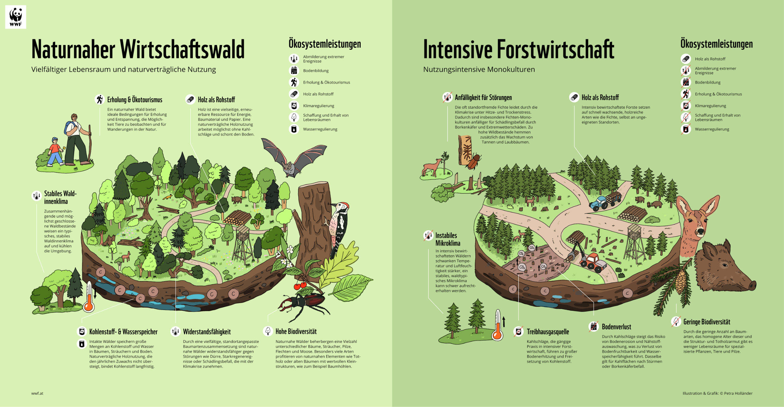WWF_Infographic_Renaturation_Illustration_Petra_Hollaender_04