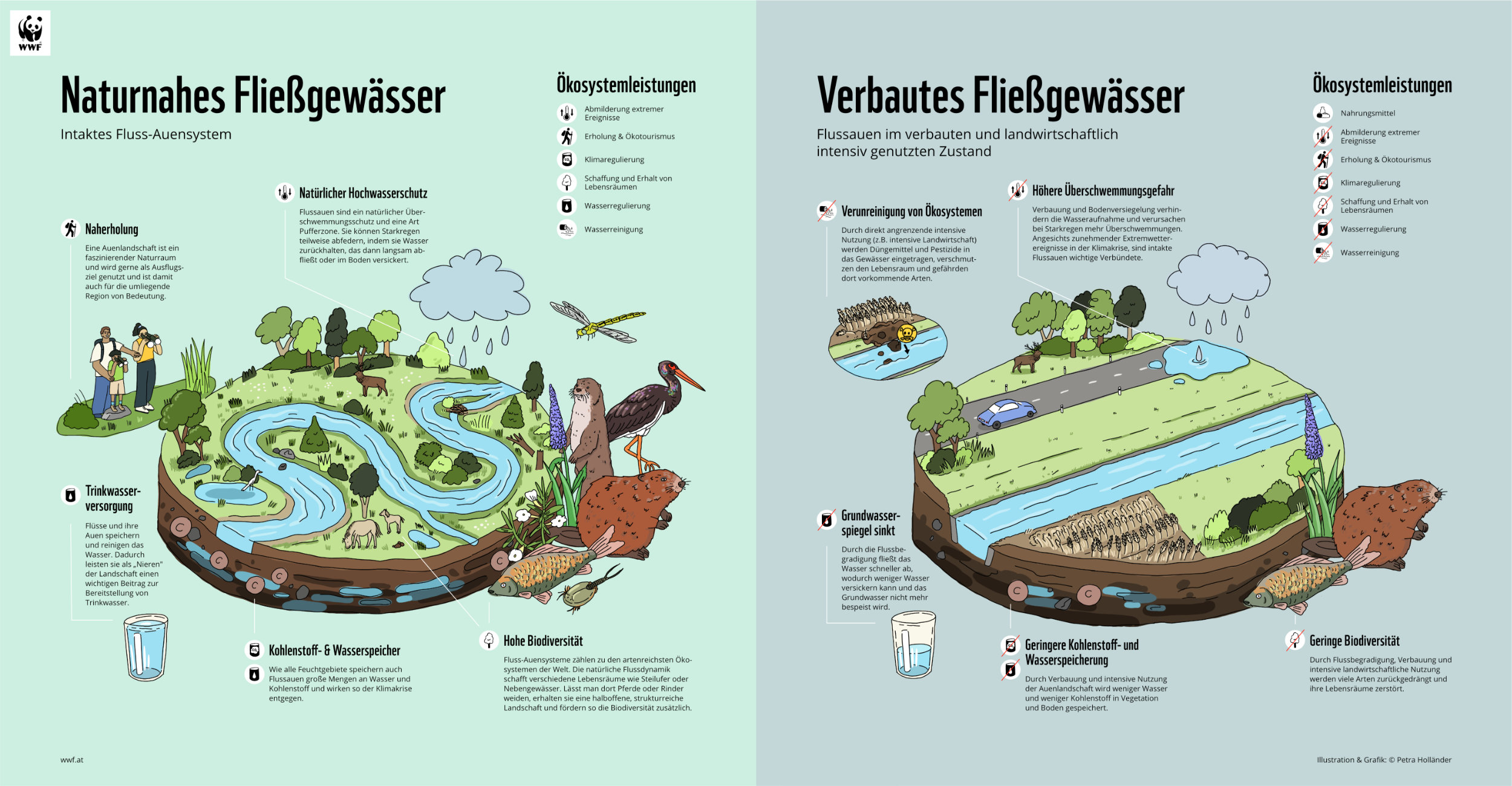 WWF_Infographic_Renaturation_Illustration_Petra_Hollaender_05